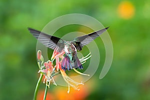 Colorful photo of a young hummingbird feeding on a lily flower