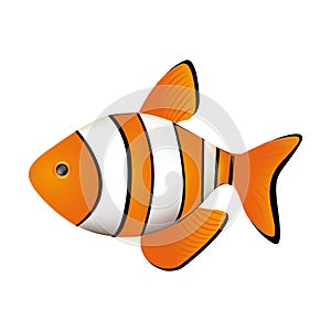 colorful picture clownfish acuatic animal