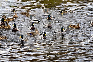 - colorful picture with mallards in a pond.