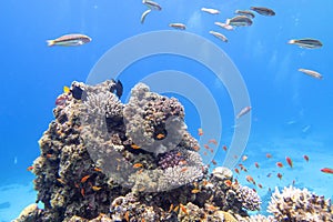 Colorful, picturesque coral reef at bottom of tropical sea, anthias and thalassoma fishes, underwater landscape
