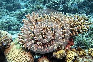 Colorful, picturesque coral reef at the bottom of tropical sea, hard corals and exotic fishes Chromis, underwater landscape