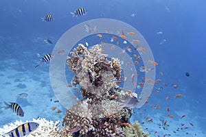 Colorful, picturesque coral reef at the bottom of tropical sea, hard corals, fishes Anthias and Sergeant major, underwater