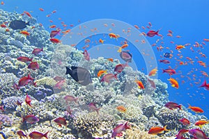 Colorful, picturesque coral reef at the bottom of tropical sea, hard corals and fishes Anthias, underwater landscape