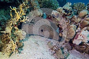 Colorful, picturesque coral reef at the bottom of tropical sea, hard corals and great moray eel, underwater landscape