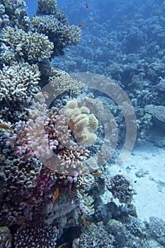 Colorful, picturesque coral reef at bottom of tropical sea, hard corals and yellow sarcophyton leather coral, underwater landscape