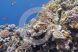 Colorful, picturesque coral reef at bottom of tropical sea, hard and soft corals with Anthias fishes, underwater landscape