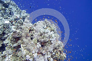 Colorful, picturesque coral reef at the bottom of tropical sea, hard and soft corals, fishes Anthias, underwater landscape
