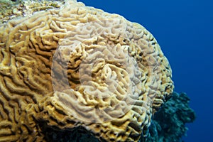 Colorful, picturesque coral reef at bottom of tropical sea, yellow Pachyseris rugosa coral, underwater landscape