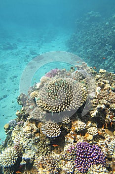 Colorful, picturesque coral reef at the sandy bottom of tropical sea, hard corals with green chromis fishes, underwater landscape
