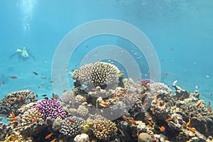 Colorful, picturesque coral reef at the sandy bottom of tropical sea, hard corals with green chromis fishes, underwater landscape