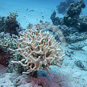 Colorful, picturesque coral reef at sandy bottom of tropical sea, stony coral and fishes dascyllus, underwater landscape