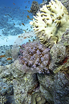 Colorful, picturesque coral reef at sandy bottom of tropical sea, stony corals and fishes anthias, underwater landscape