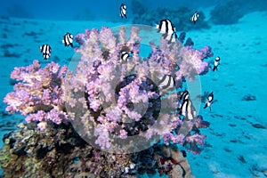 Colorful, picturesque coral reef at sandy bottom of tropical sea, stony corals and fishes whitetail Dascyllus, underwater