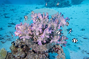 Colorful, picturesque coral reef at sandy bottom of tropical sea, stony corals and fishes whitetail Dascyllus, underwater