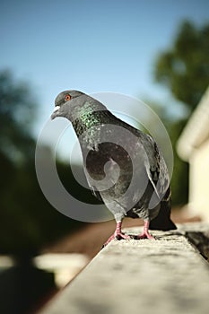 Colorful pigeon on balcony, Bordeaux, France