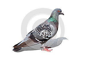 Colorful pigeon - clipping path photo