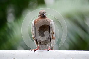 Colorful pigeon has a distinctive shape