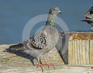 A Colorful Pigeon perches on the fishing pier in Florida.