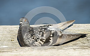 A Colorful Pigeon perches on the fishing pier in Florida.