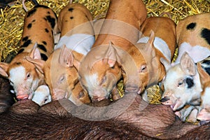 Colorful piglets diner time