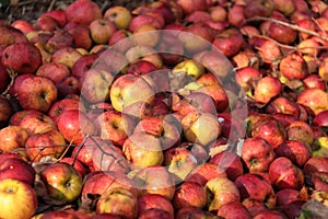 colorful pile of bruised red apples used as animal food