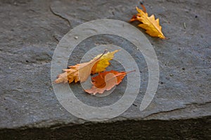 Colorful Pin Oak leaves on rock