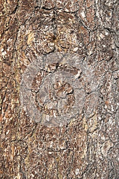 Colorful pine bark closeup