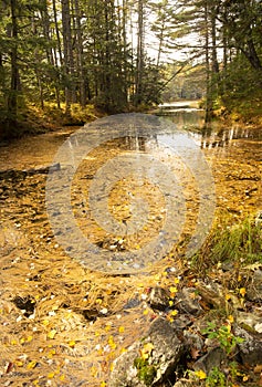 Colorful pine needles cover the water at Morey Pond