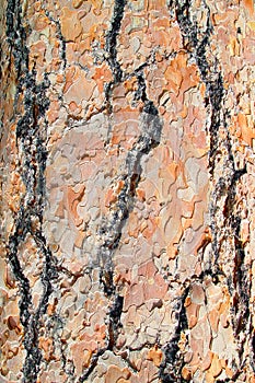 Colorful pine tree bark