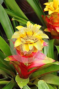 Colorful pineapple flower Ananas Comosus