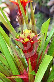 Colorful pineapple flower (Ananas Comosus flower) photo