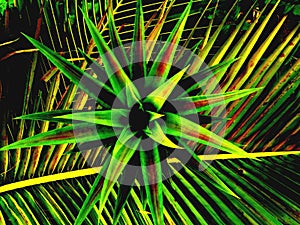 Colorful of pineapple leaves placed on coconut leaves