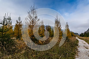 colorful pinetrees hile hiking in autumn photo