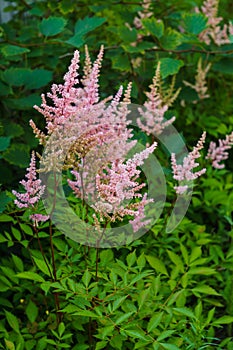Colorful pink blooming astilbe in summer garden