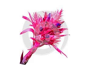 Colorful of pink  Bromeliad flower isolated on white background.