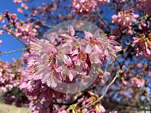 Colorful Pink Cherry Blossoms in February