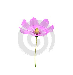 Colorful pink cosmos bipinnatus flower with yellow pollen and long green stem isolated on background , clipping path