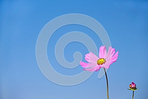 Colorful pink cosmos flowers blooming on vivid blue sky background