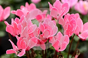 Colorful pink cyclamen flowers