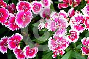 Colorful pink Dianthus flowers