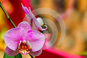 Colorful pink dotted moth or phalaenopsis blume orchids