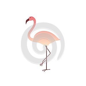 Colorful pink flamingo isolated on white background.