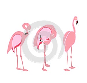 Colorful pink flamingo isolated on white background. Vector