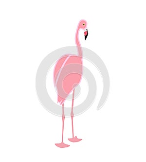Colorful pink flamingo isolated on white background. Vector Illustration.
