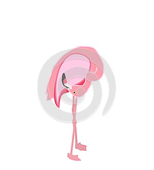 Colorful pink flamingo isolated on white background. Vector Illustration.