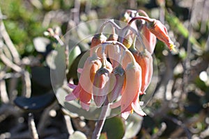 Colorful pink flower in the Botanical Garden in Cape Town in South Africa