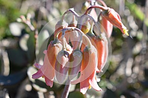 Colorful pink flower in the Botanical Garden in Cape Town in South Africa