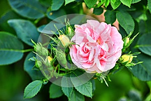 Colorful pink flowers growing in a garden. Closeup of great maidens blush roses or rosa alba incarnata with bright