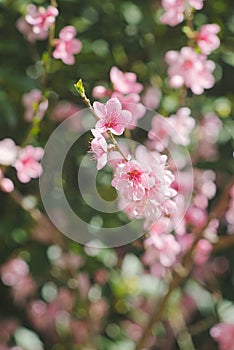 Colorful pink flowers of wild cherry in the garden blossom season