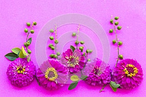 Colorful pink flowers zinnia local flora of asia arrangement flat lay postcard style